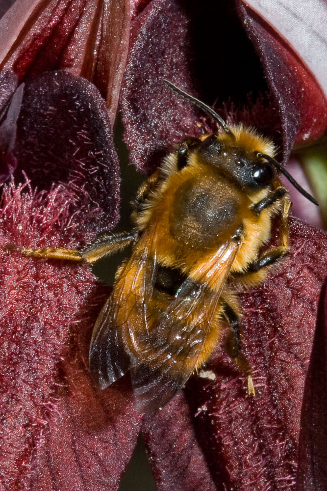 Maschio di Apidae Megachilinae che impollina un''orchidea: cfr. Chalicodoma sp.