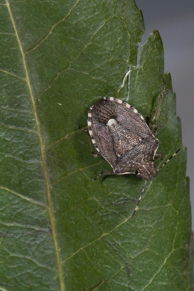 Pentatomidae: Holcostethus sphacelatus