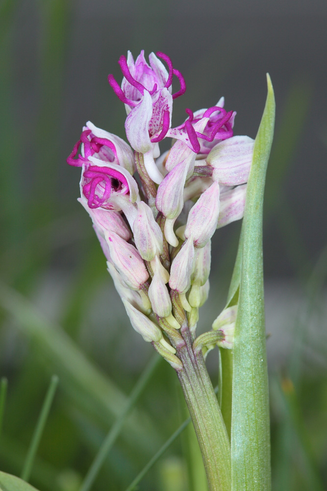 Orchis simia?