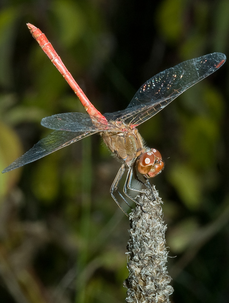 Sympetrum meridionale maschio