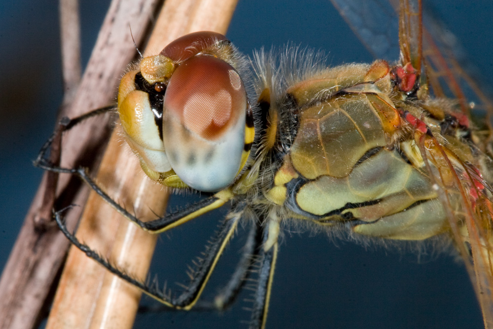 Sympetrum fonscolombei