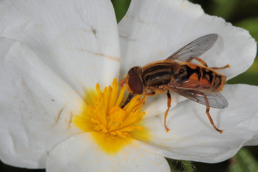 Sirfide arancione di Capraia: Parhelophilus versicolor