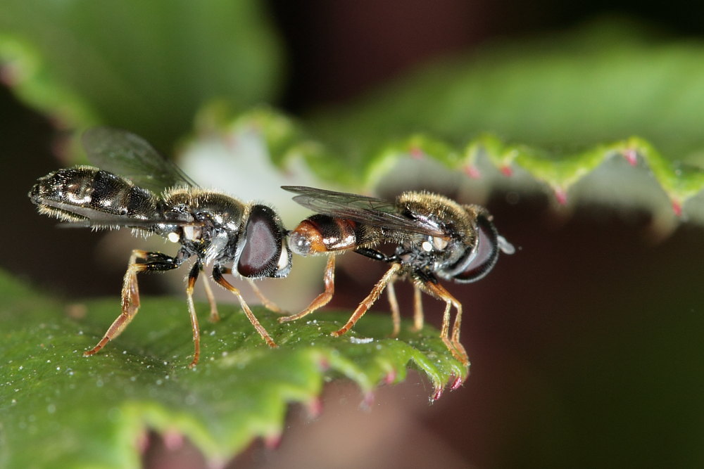 Paragus sp.  ♂ ♀  (Syrphidae)