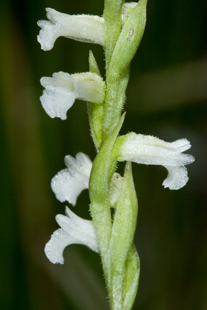 Spiranthes aestivalis / Viticcini estivi