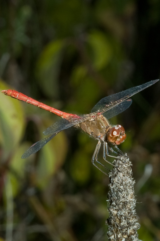 Sympetrum meridionale maschio