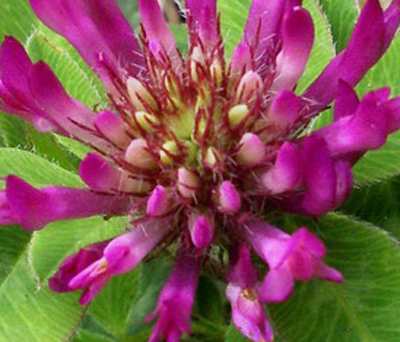 Trifolium medium  / Trifoglio medio