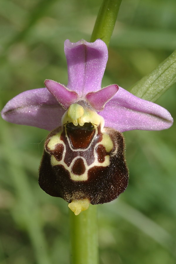 Ophrys holosericea?