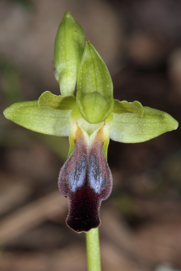 Ophrys fusca subsp. funerea