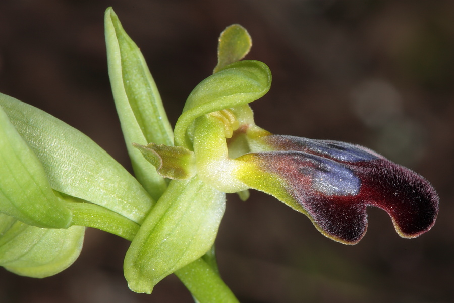 Ophrys fusca subsp. funerea