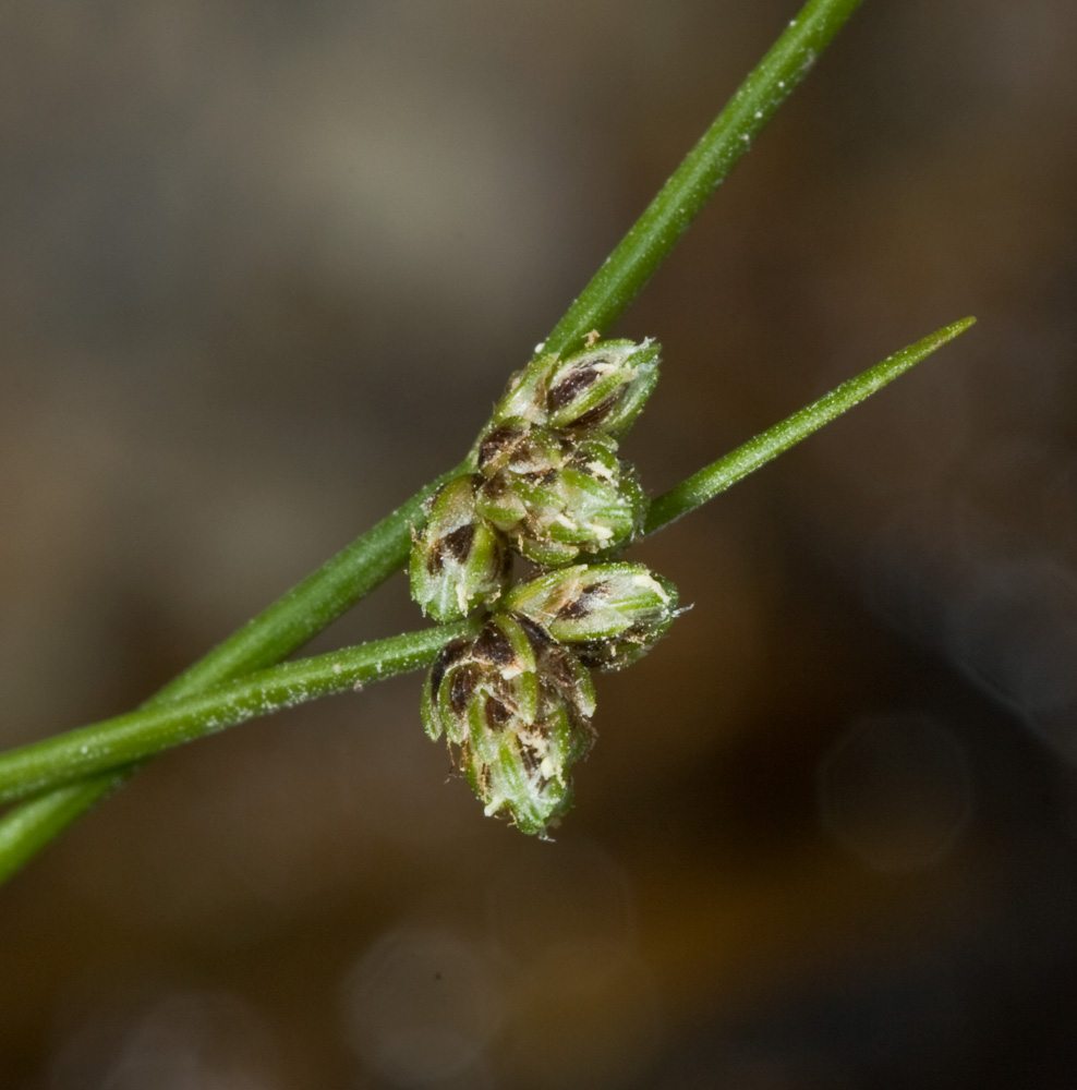 Isolepis setacea