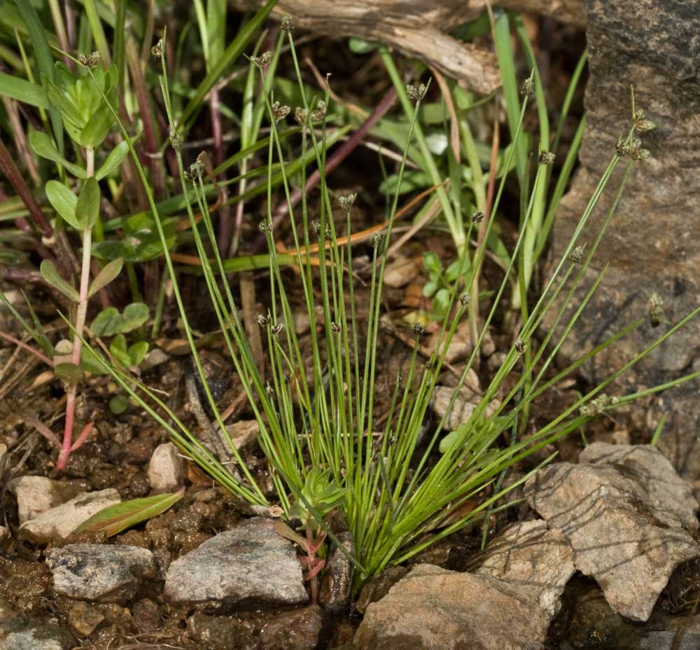 Isolepis setacea