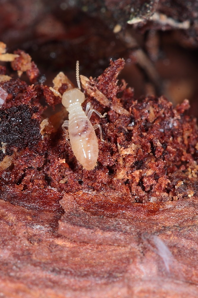 Reticulitermes lucifugus