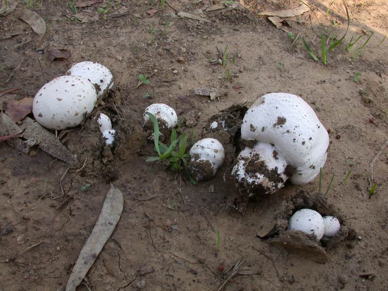 Agaricus a crescita cespitosa