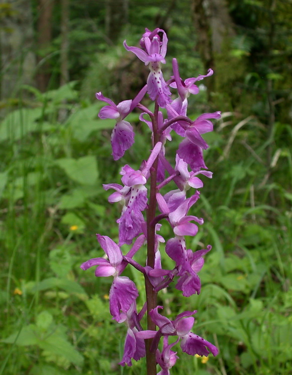 Orchis mascula e Anacamptis palustris