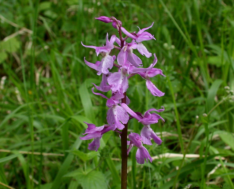 Orchis mascula e Anacamptis palustris