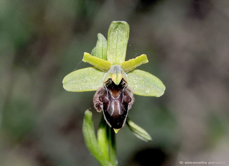 Orchidee del Chianti - Ophrys sphegodes e altre...