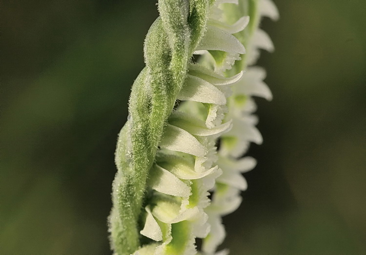 Spiranthes spiralis