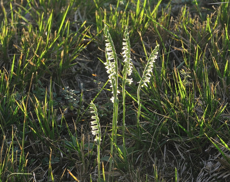 Spiranthes spiralis