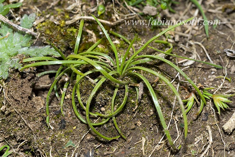 Isoetes sp. / Calamaria