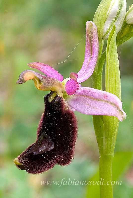 Orchidee del Chianti - Ophrys sphegodes e altre...