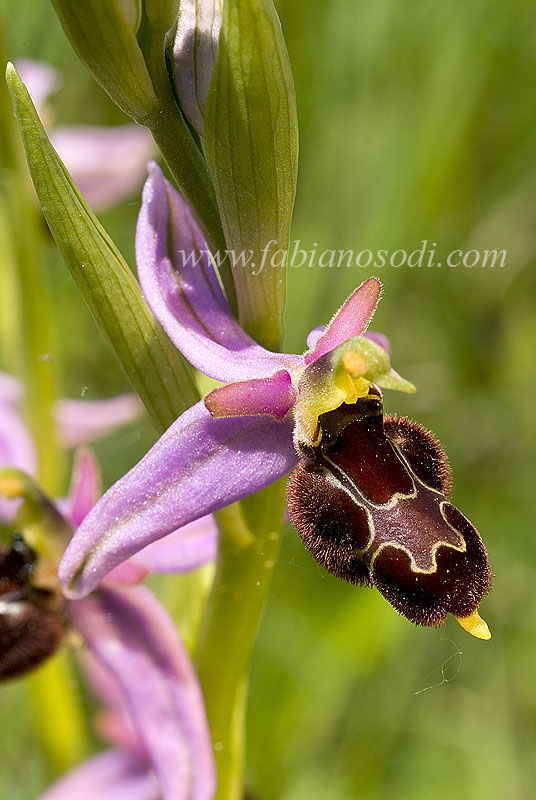 Ophrys x vespertilio