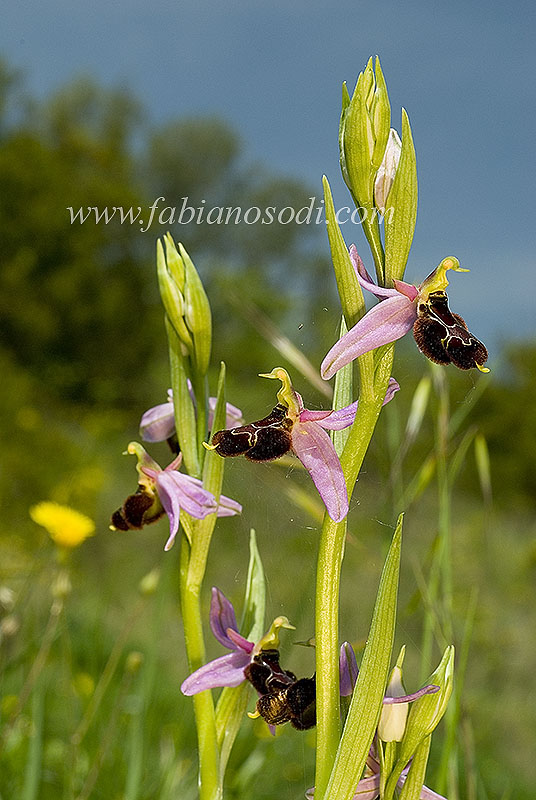 Ophrys x vespertilio