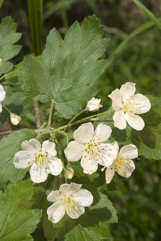 Malus florentina / Melo ibrido