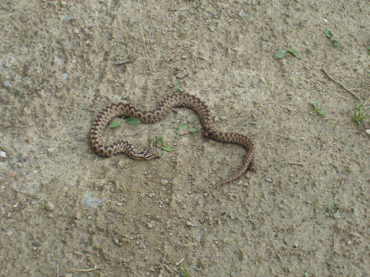 Vipera?