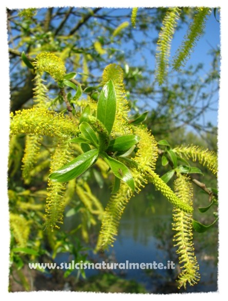 da determinare - Salix sp.