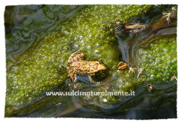 piccoli anfibi da identificare - Discoglossus sardus