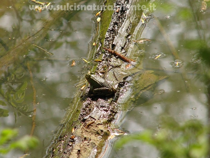 anuro ligure - Pelophylax sp.