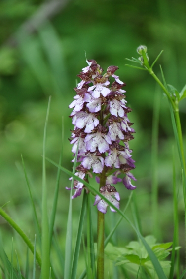 Prima orchidea bolognese da determinare