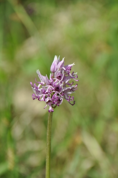 Seconda orchidea bolognese da determinare