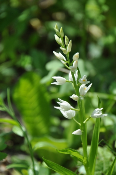 Cephalanthera bolognese da determinare