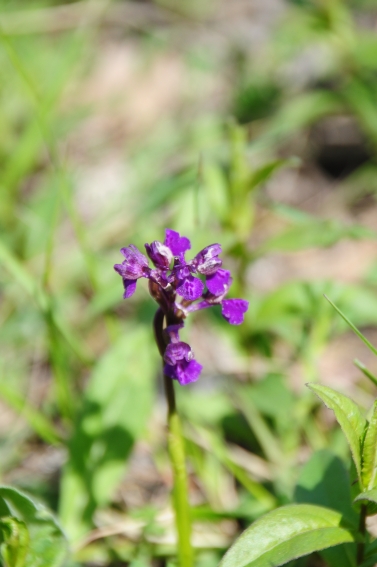 Terza orchidea bolognese da determinare