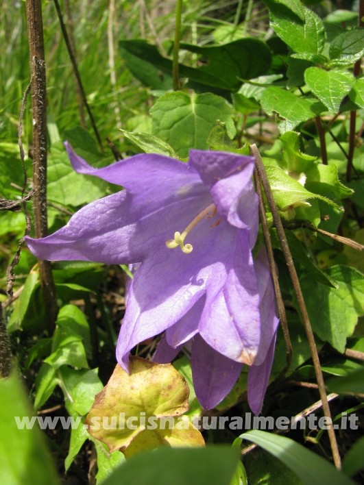 Campanula trachelium / Campanula selvatica