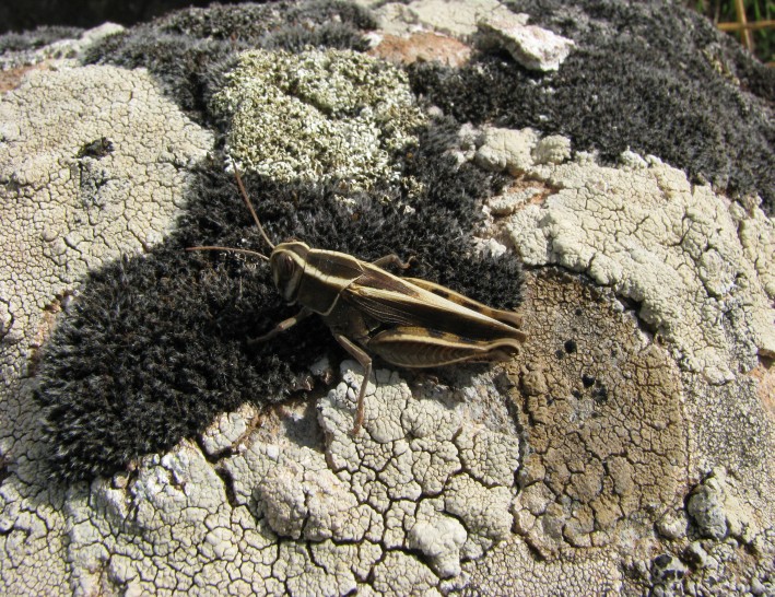 Cavalletta sarda: Calliptamus cfr. barbarus