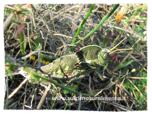 cavalletta corazzata: Pamphagus sardeus