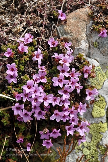 dall''Appennino bolognese - Saxifraga oppositifolia