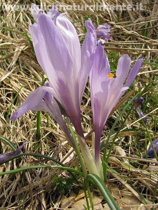 Crocus neglectus