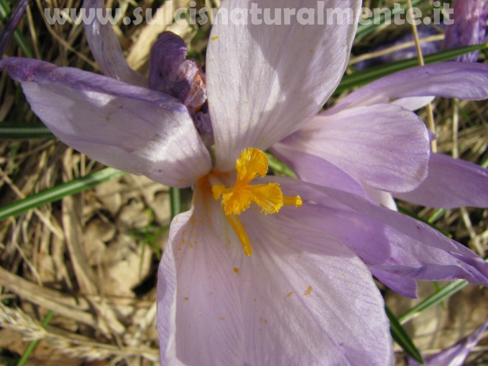 Crocus neglectus