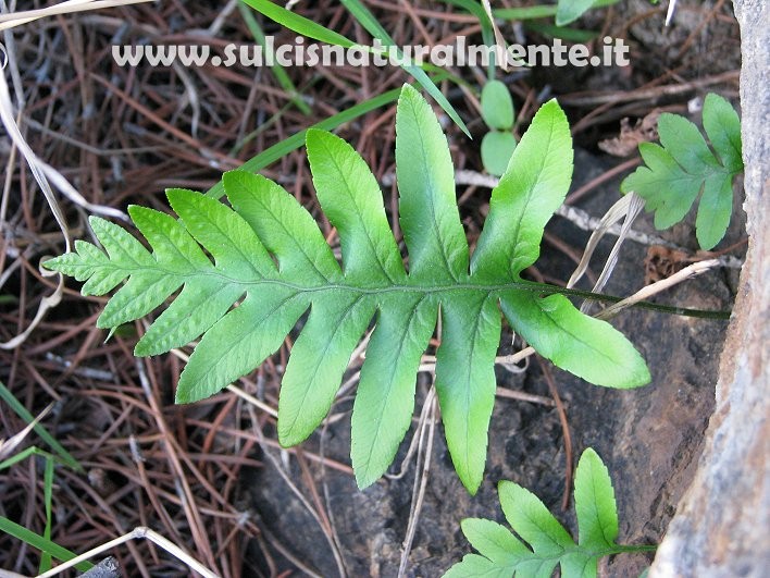 Polypodium cfr. cambricum