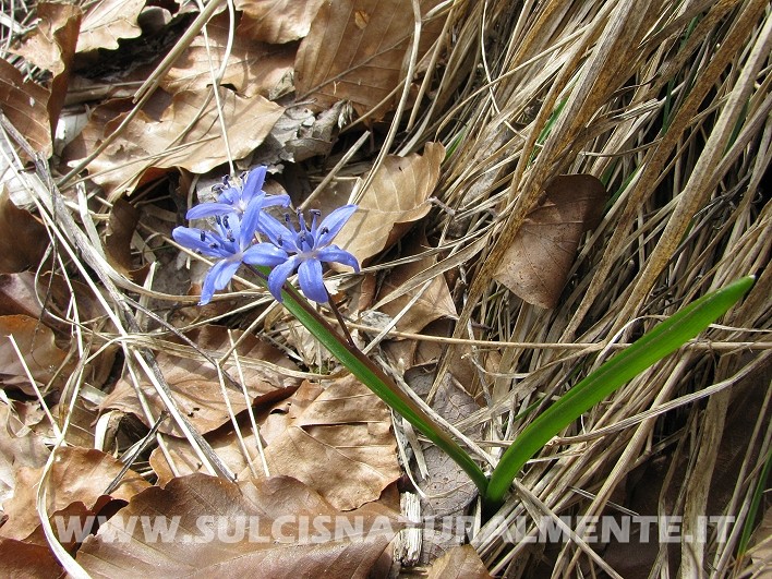 Scilla bifolia