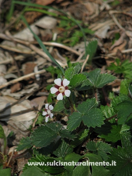 dalla Garfagnana...: Potentilla micrantha