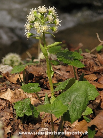 dalla Toscana... Petasites albus (L.) Gaertner