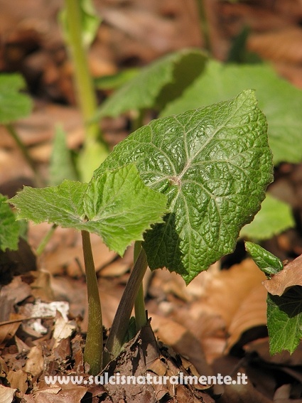 dalla Toscana... Petasites albus (L.) Gaertner