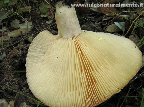 Lactarius?