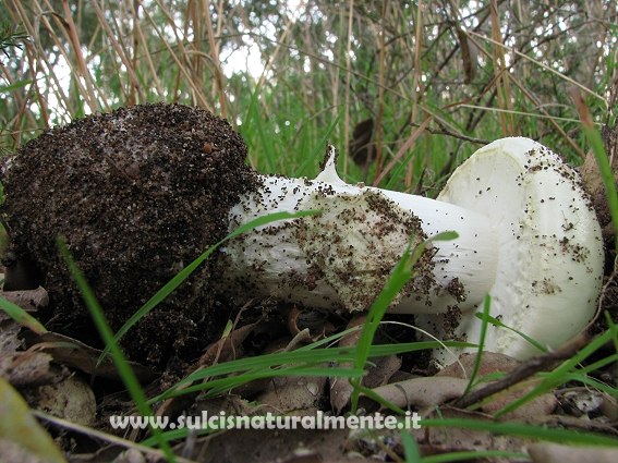 Amanita...?