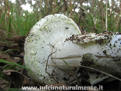 Amanita...?