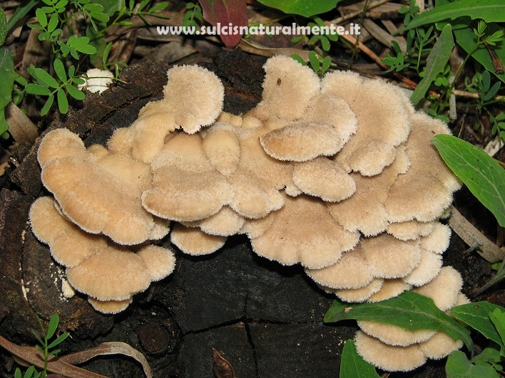 Schizophyllum commune